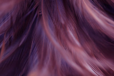 Full frame shot of feathers