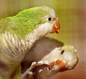 Close-up of parrot eating