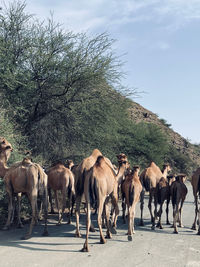 Flock of camels