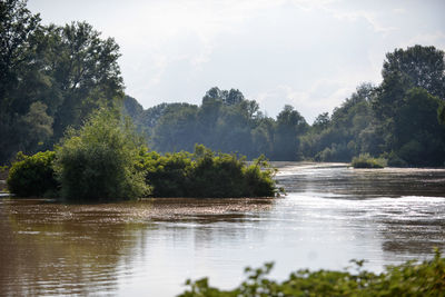 Scenic view of river amidst trees in forest against sky