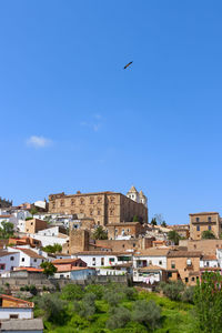 Bird flying over buildings in city