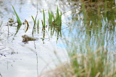 Close-up of turtle swimming in lake