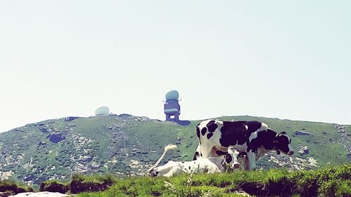 Cow grazing against clear sky