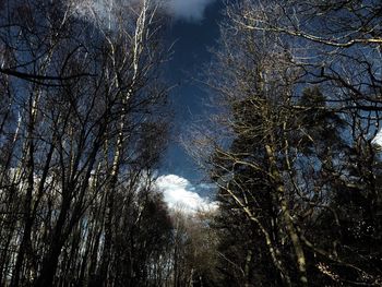 Low angle view of trees in forest against sky