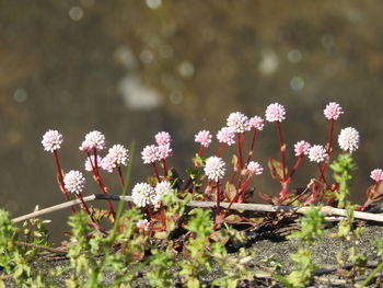 Close-up of flowers blooming outdoors