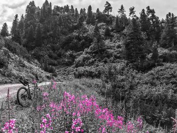 Pink flowering plants on land against trees