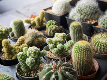 High angle view of succulent plants