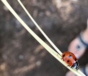 Close-up of ladybug