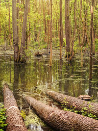 Trees in forest