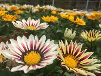 Close-up of flowers blooming outdoors