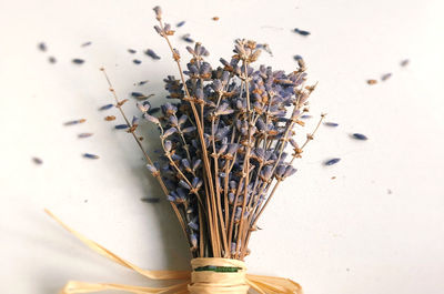 Close-up of dried plant on table