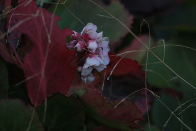 Close-up of flowers against blurred background