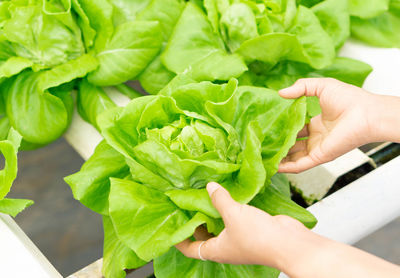 High angle view of hand holding vegetables