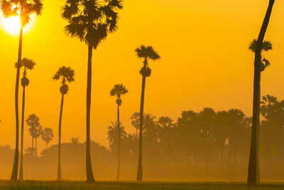 Silhouette trees and plants on field against sky during sunset