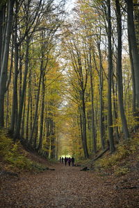 People walking on footpath in forest