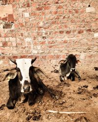 View of an animal on wall