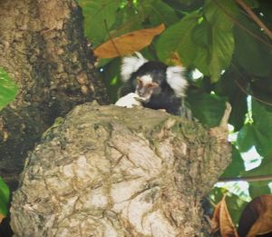 Monkey on tree in forest