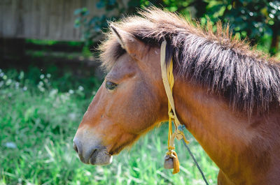 Close-up of a horse on field