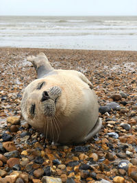 Beached seal on eastbourne beach following storm gareth