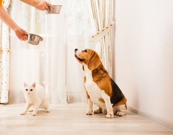 Cropped hand of girl feeding dog at home