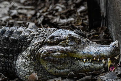 Close-up of crocodile