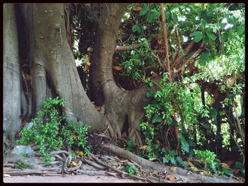 Trees growing in forest