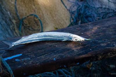 Close-up of fish