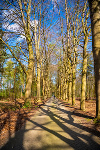 Trees in forest during autumn