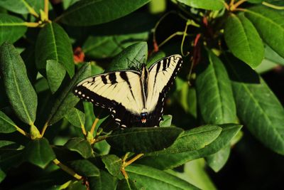 Close-up of butterfly on leaf