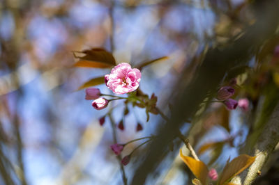 Close-up of cherry blossoms on branch