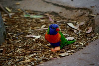 Close-up of bird perching on ground