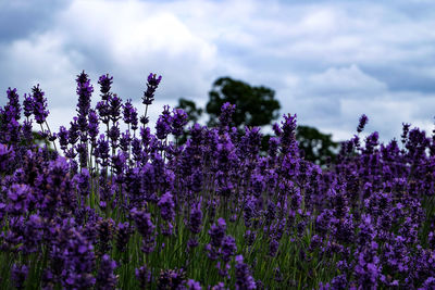 Close-up of purple lavender flowers on field against sky