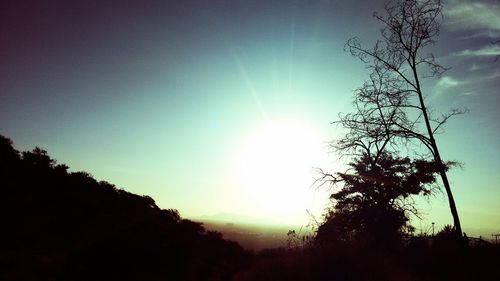 Silhouette of trees at sunset