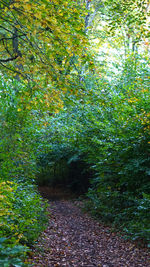 Trees growing in forest during autumn