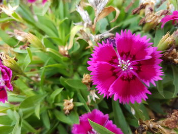 Close-up of pink flowers