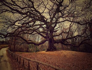 Close-up of tree against sky