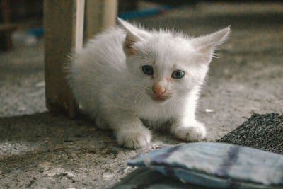 Close-up of kitten sitting