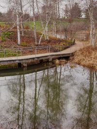 Reflection of trees in water