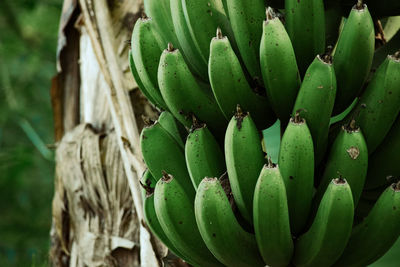 Close-up of cactus growing on tree