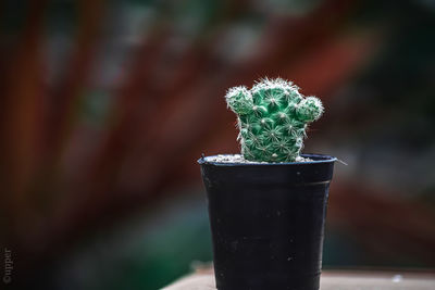 Close-up of potted plant on table