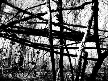 Low angle view of bare trees against sky