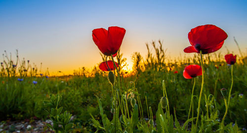 Red poppy flowers growing in field against clear blue sky