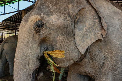 Close-up of elephant