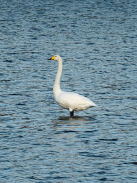 View of bird in lake