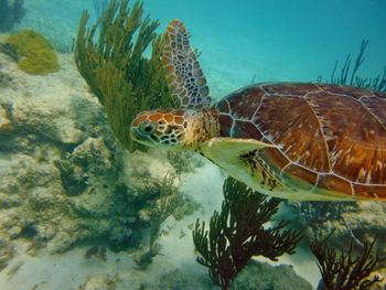 Close-up of tortoise swimming in sea