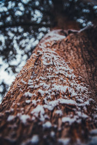 Close-up of tree trunk in forest