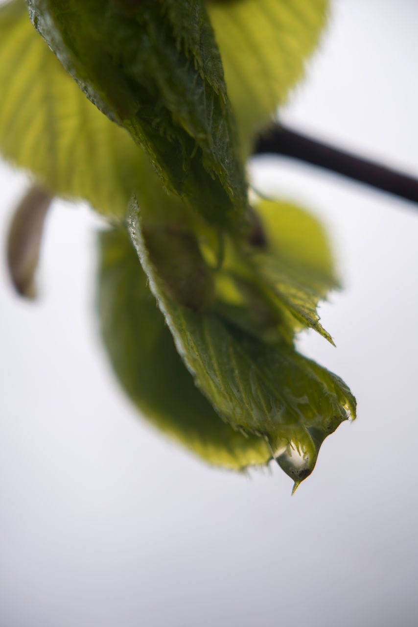 CLOSE-UP OF GREEN LEAF