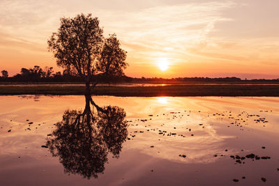 Silhouette tree by lake against sky during sunset