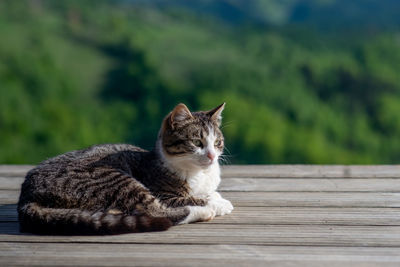 Close-up of cat sitting outdoors looking away from the camera