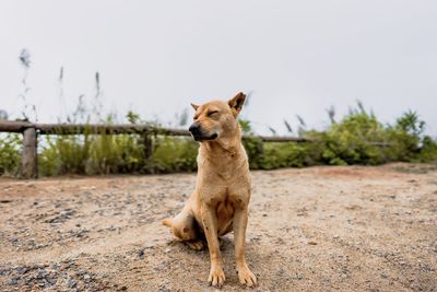 Dog looking away on field against sky